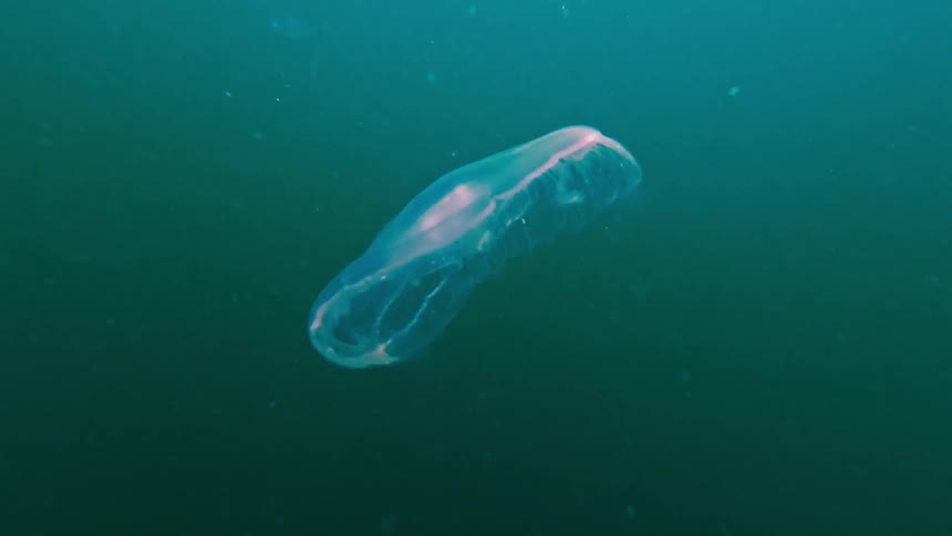 A translucent jellyfish gracefully pulses through deep blue water its delicate body expanding and contracting as it drifts through a quiet particlefilled aquatic environment