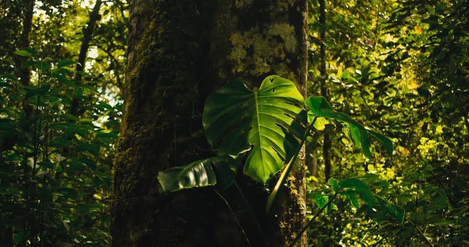 A large green leaf with holes grows from a thick tree trunk covered in moss in a dense forest as sunlight filters through the surrounding canopy