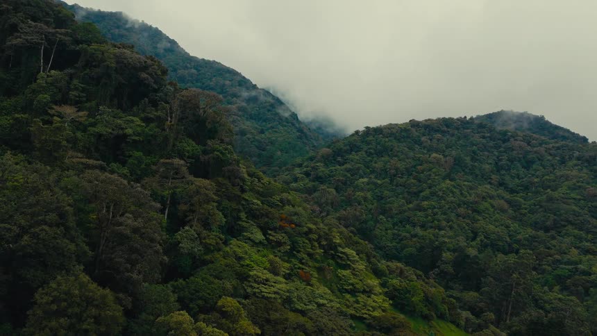 A forest view with mountains covered in green vegetation and a foggy atmosphere at midday