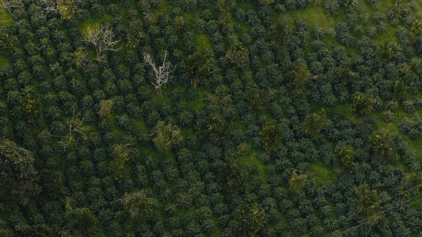 An aerial view of a forest