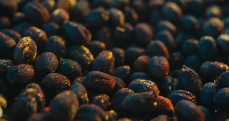 A large pile of dark dried coffee cherries is shown in a tight macro shot as the camera pans slowly across them warm golden sunlight highlights the textured skins and varying shades of deep purple and brown on the drying fruit