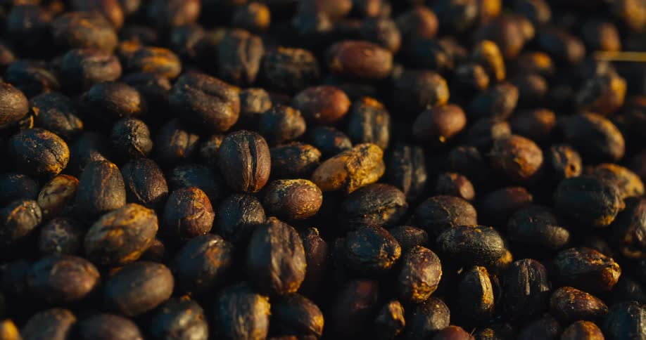 A closeup view reveals a dense bed of dark unroasted coffee beans drying in the sun with the golden light of the late afternoon highlighting their textured husks and deep brown tones as they sit motionless