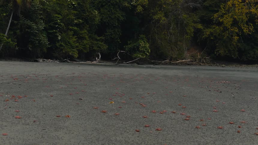 Many crabs walking on a beach outside of a tropical forest