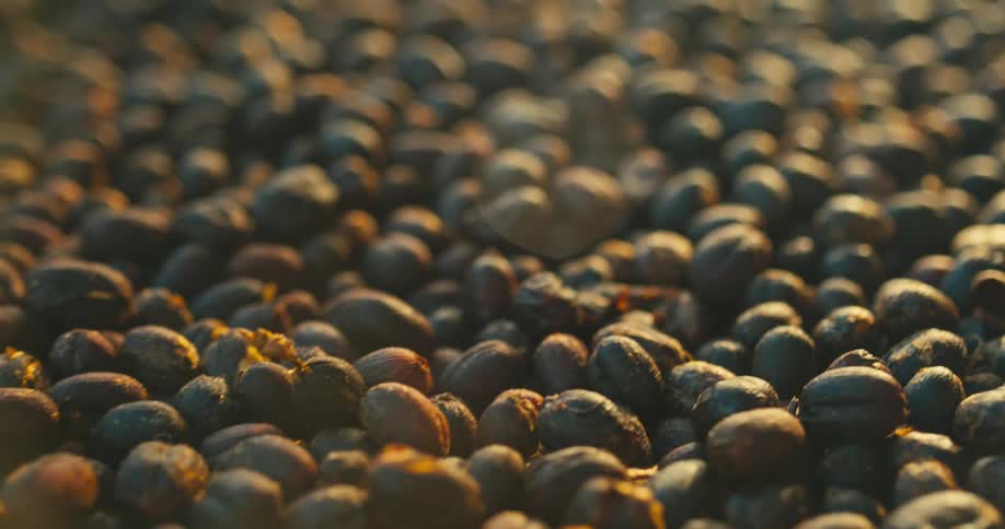 A view of some coffee beans