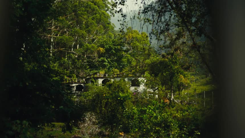 Stone bridge partially covered by vegetation in a forested area