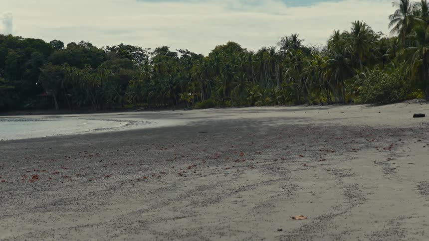 Many crabs walking on a beach outside of a tropical forest
