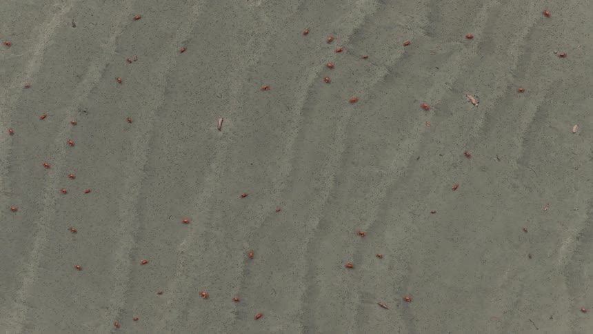 Aerial view of crabs scattered across the sand