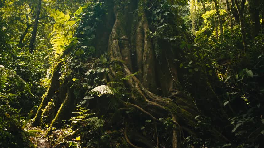 Sunlight filters through the canopy onto a massive ancient jungle tree