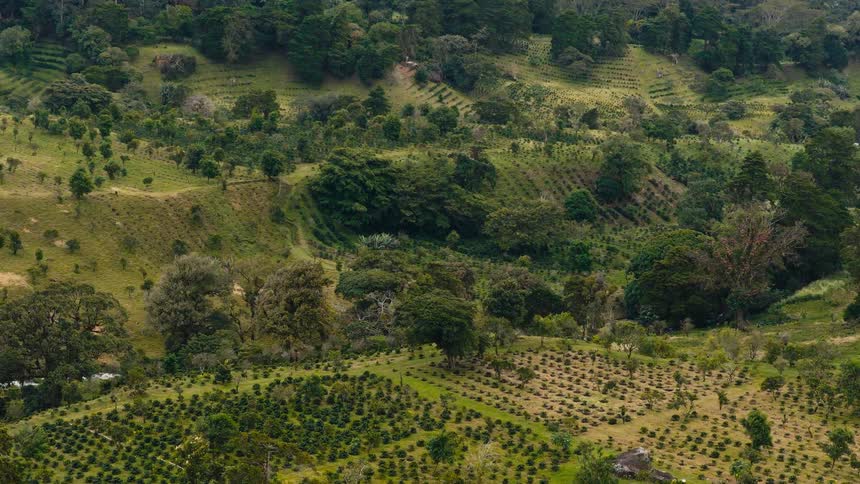An elevated view shows a vast landscape of green rolling hills covered in neat rows of coffee plants and scattered tropical trees under a soft overcast sky