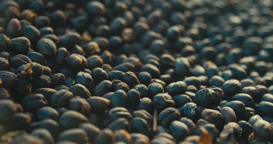 A close view shows a pile of dark roasted coffee beans as sunlight moves across the surface creating bright highlights and deep shadows