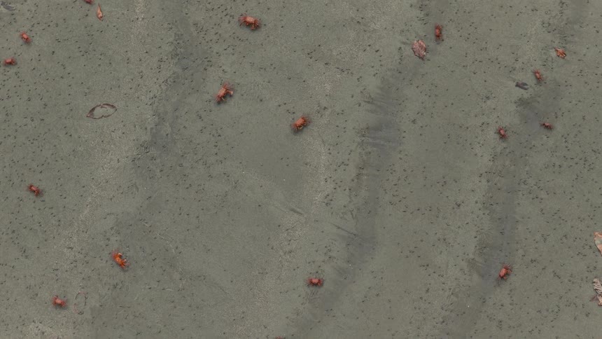 In this overhead shot several small red crabs scuttle across a textured sandy beach the crabs move in different directions as the camera pans slowly over the damp shoreline