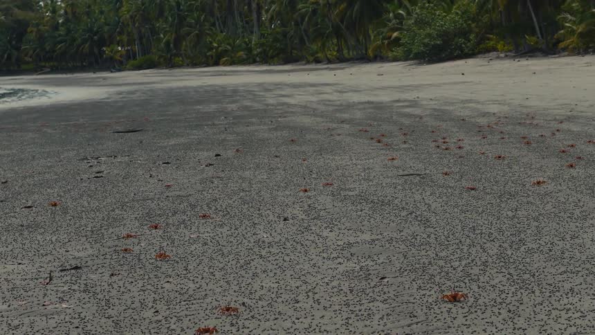 A wide sandy beach is covered in tiny dark pellets and dozens of small orange crabs scurrying toward the palmfringed shorelinethe camera moves in a low forwardtilting motion emphasizing the vast number of crabs scattered across the overcast tropica