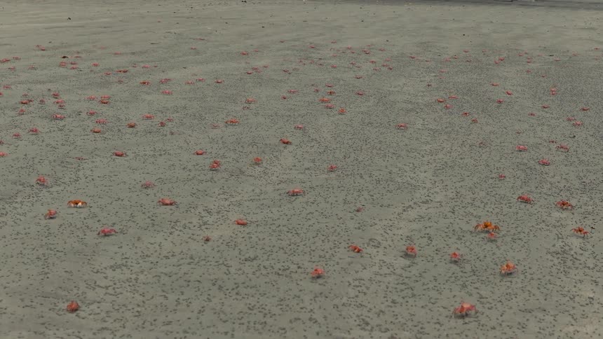 A group of red crabs walking on the ground outdoors in the wild