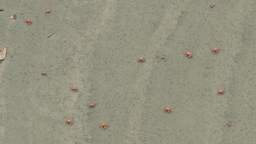 A top view shows many small red crabs crawling across a vast expanse of grey sand on a beach