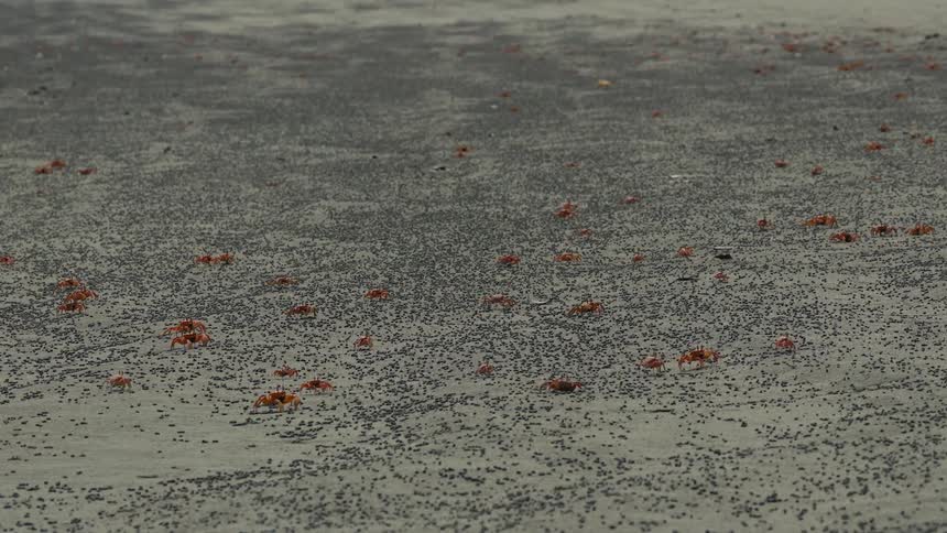 An aerial view of some crabs on a beach