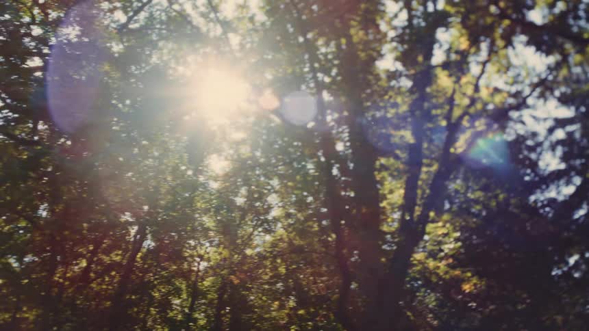 Sunlight passes through tree canopies in a forest area