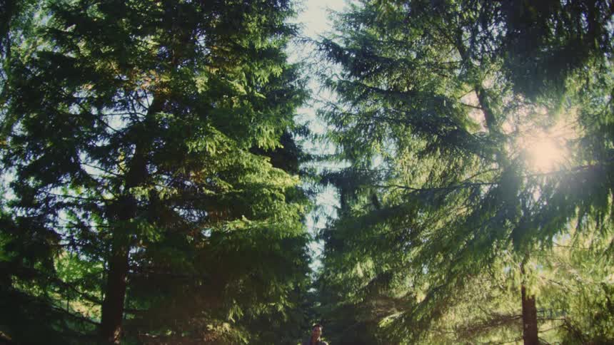 Sunlight shines on trees as a man walks out of the forest