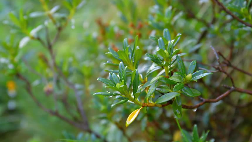 Close up of small leaves on a bush