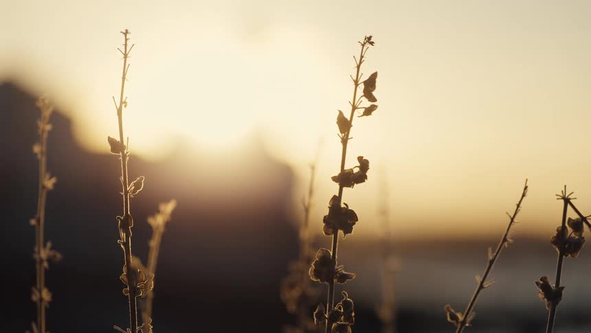 A view of a landscape with some plants up close
