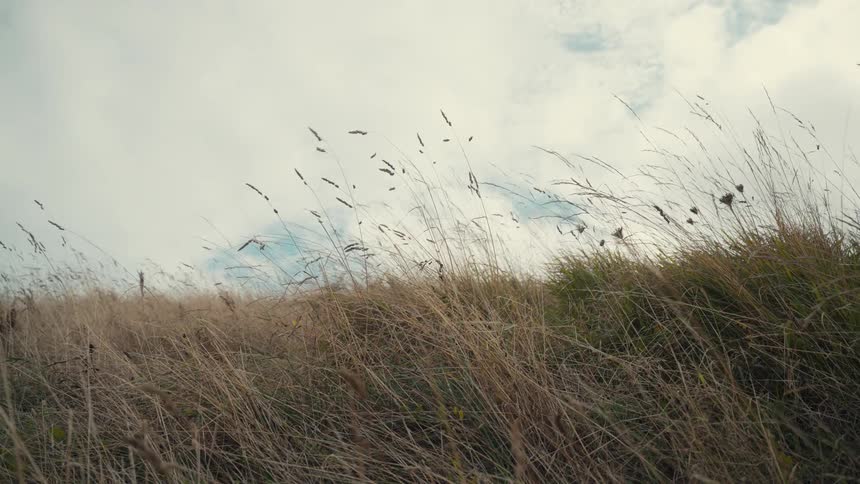 Wind blows the tall grass on the field