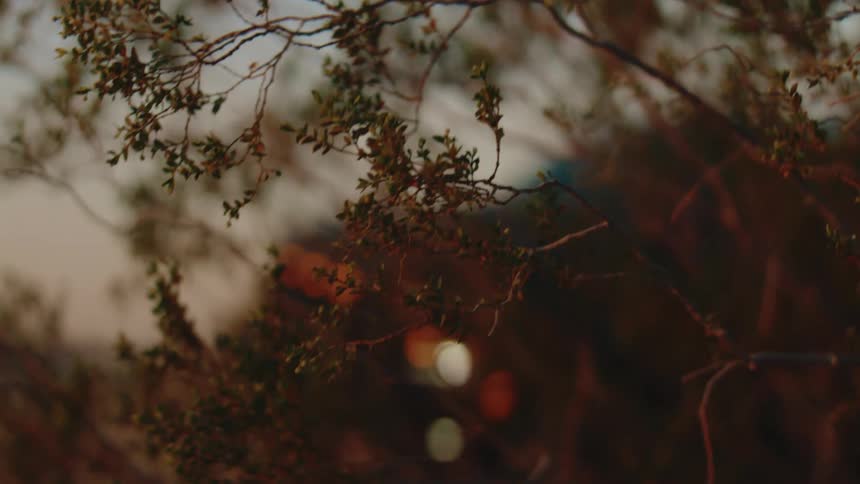 Tree branches move in the breeze as a truck passes by