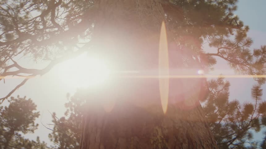 Pine trunk with branches lit by sunlight in dense forest