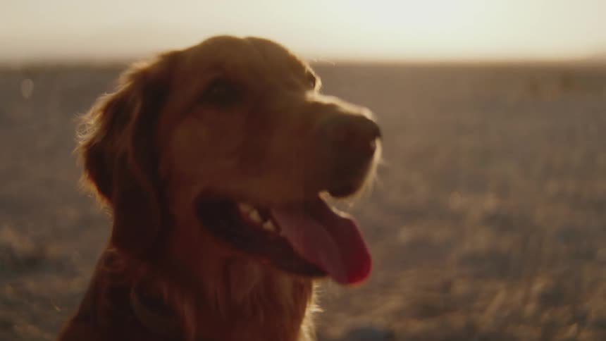 A golden retriever sits in a grassy field during a sunset