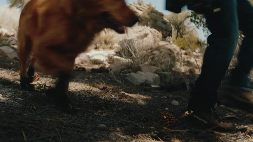 A view from ground level shows the legs of a person walking on a forest floor covered with pine needles and cones while a golden retriever wearing black boots runs alongside