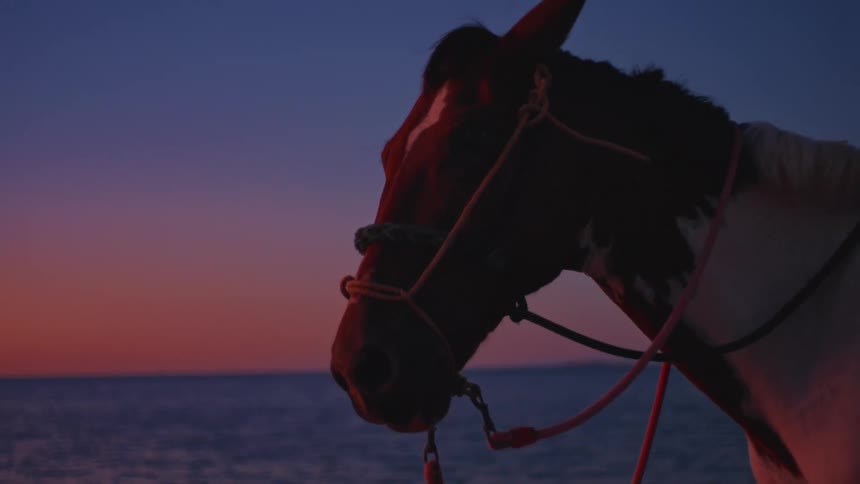 A closeup of a bridled horses head is silhouetted against a vivid sunset sky beside the ocean