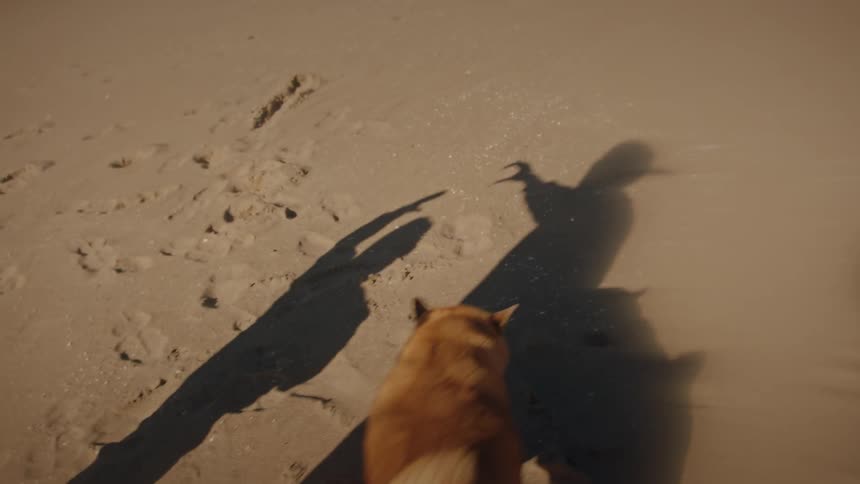 A tan dog runs along the sandy beach while the long shadows of two people stretch beside it in the warm light