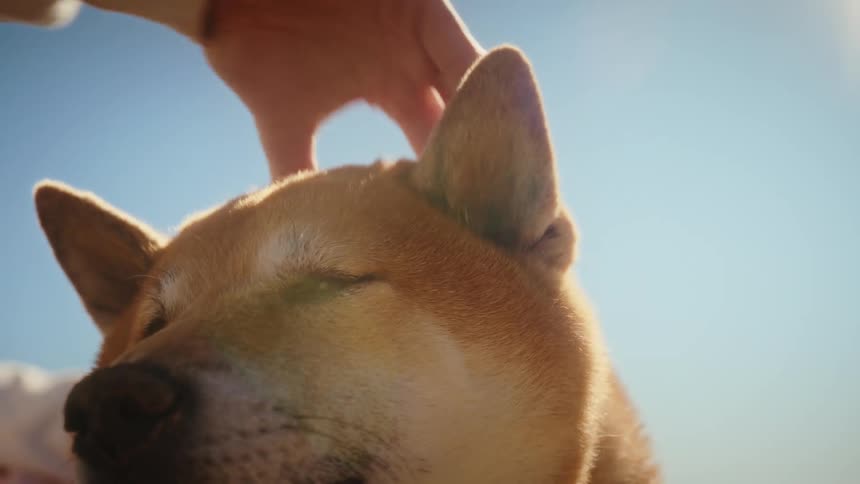 A young woman petting her dog on the head on a sunny day