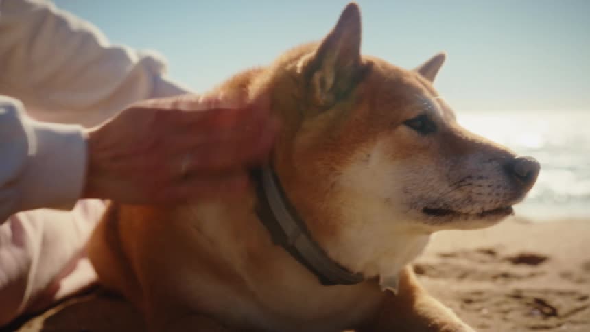 Woman sitting on the beach petting her dog