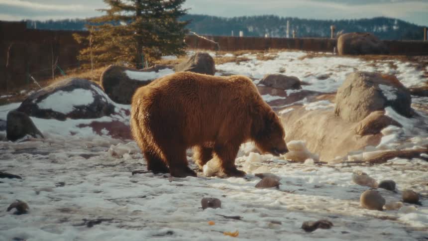 Brown bear walks on snowcovered ground among rocks and trees
