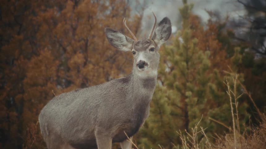 A deer standing outdoors