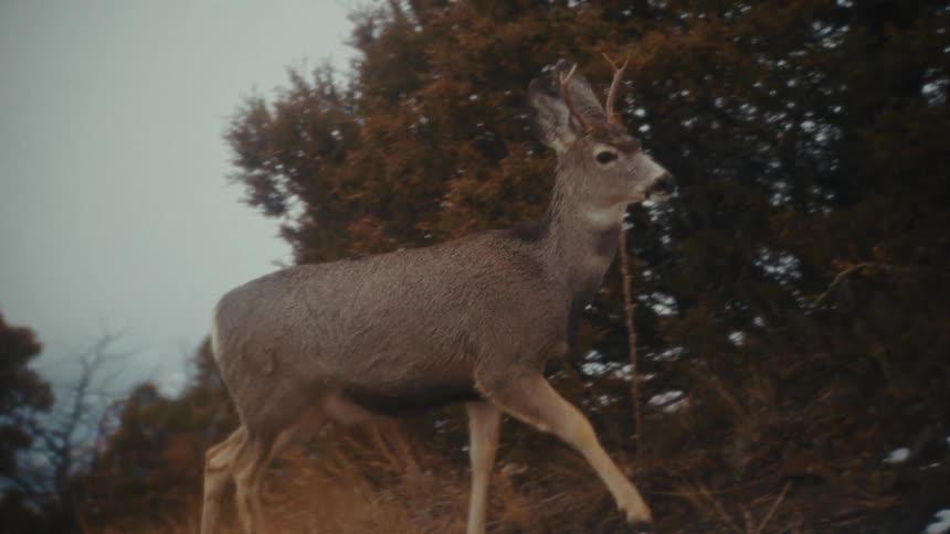 A deer walks up a steep hillside on a cloudy winter day