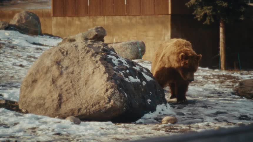 Bear licking the snow off a boulder outside of a building