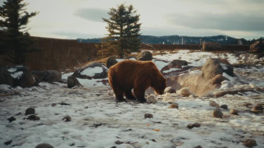 A large brown bear forages for food in a snowy enclosure