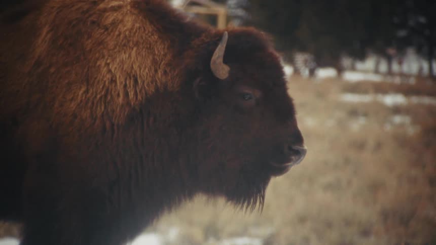 A close view of a large brown bison with thick fur and curved horns stands in a snowy field during winter as the animal looks toward the right side of the frame