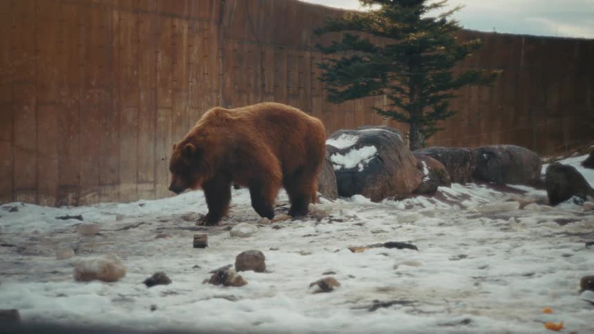 Bear walking near the side of a building in the snow