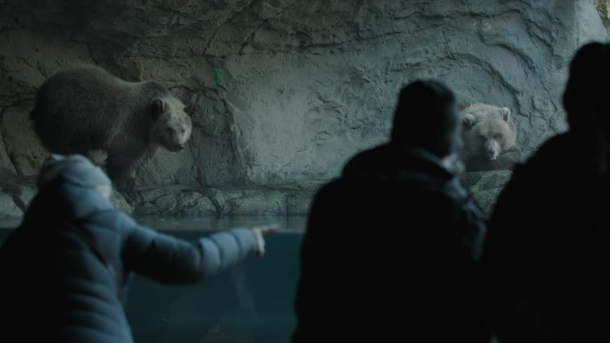 A group of people looking at bears at a zoo