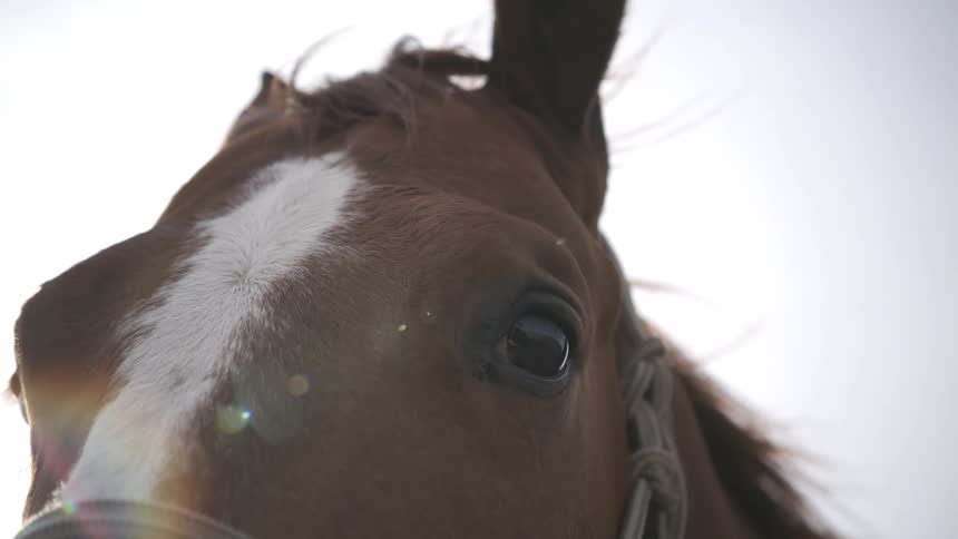 A close view of a brown horse with a white stripe on its face wearing a rope halter as it looks around with the sun shining behind its head