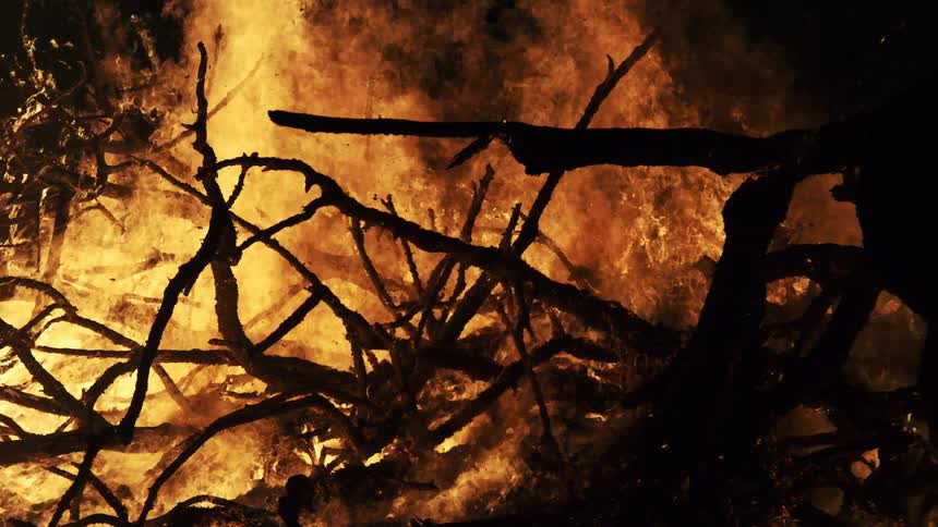 Flames glow in the darkness as they burn trees in a raging forest fire
