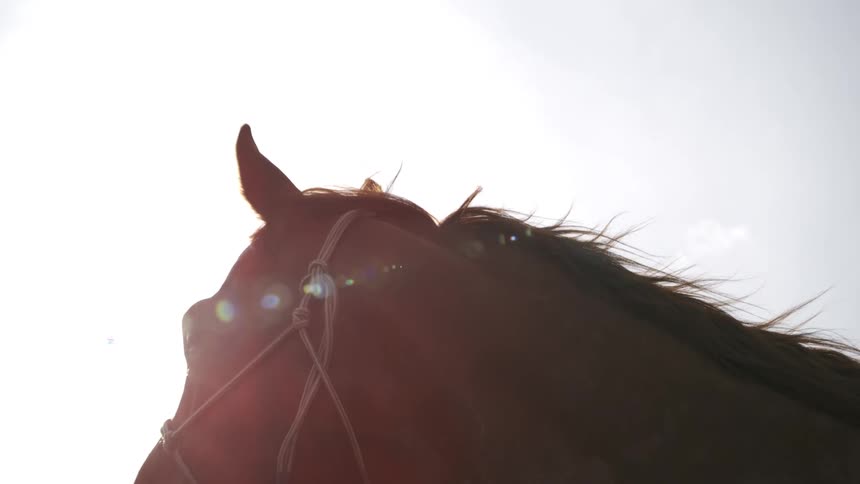 A close view of a brown horse wearing a rope halter as it looks around with the sun shining behind its head