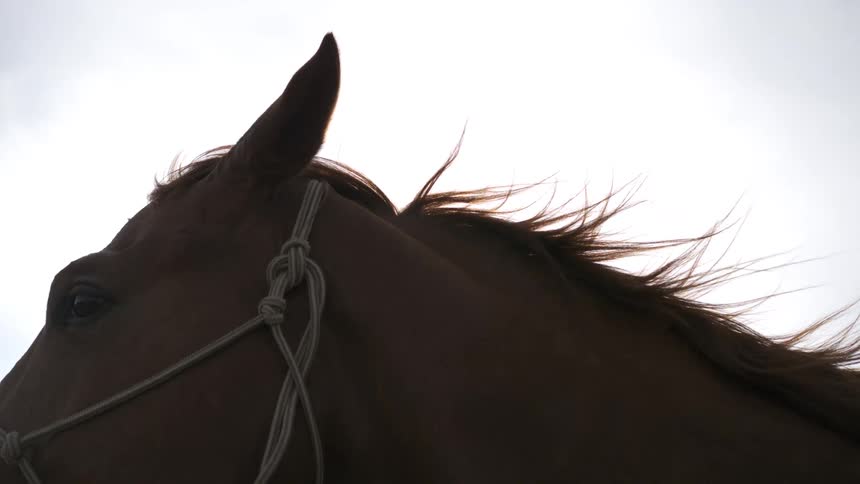 Side profile of horse with halter under cloudy sky