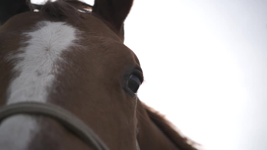 The close up shot shows the side of a brown horse face with a white stripe and a dark eye looking forward while wearing a simple halter against an overcast sky