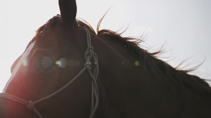 A close view of a brown horse with a white stripe on its face wearing a halter as it looks around and blinks against a bright sky with sun flares