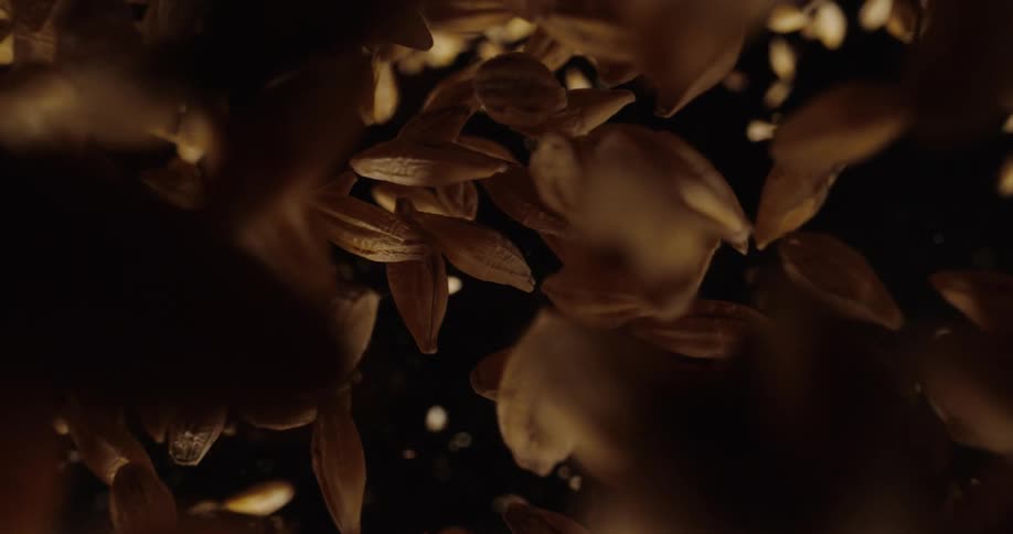 A topdown view shows a dense bed of golden malted barley grains that begins to shift and vibratethe grains are suddenly launched upward in slow motion tumbling through a dark space toward the camera