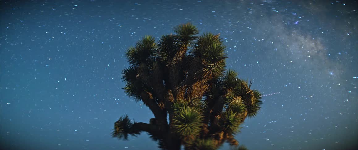 Joshua tree under the stars as shooting stars move across the sky and lights flash