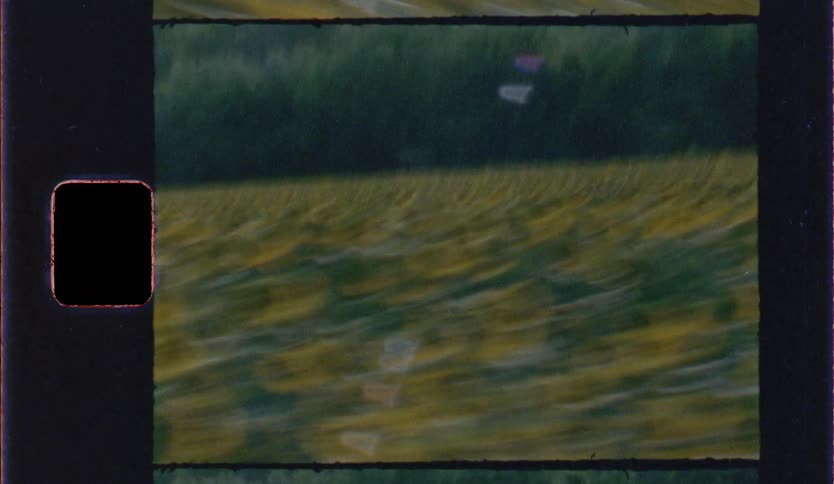 Field of sunflowers stretches in front of a line of trees
