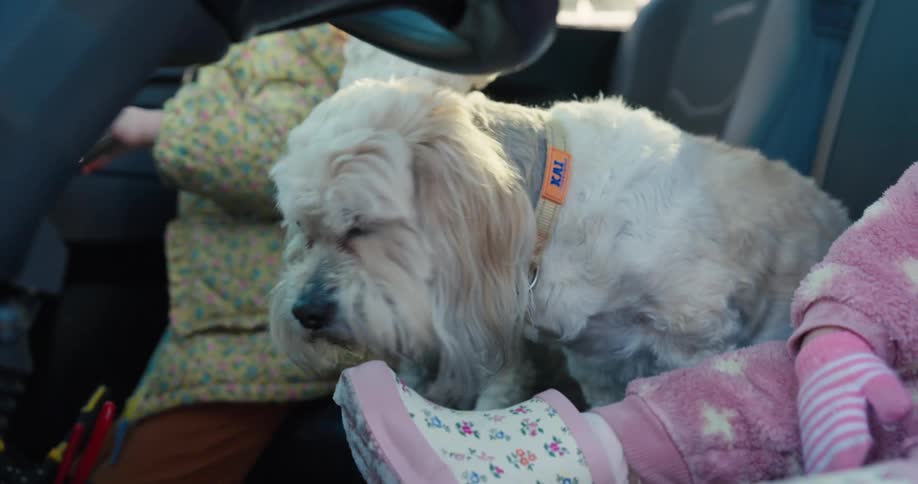 White dog wears an orange collar inside a car next to a child